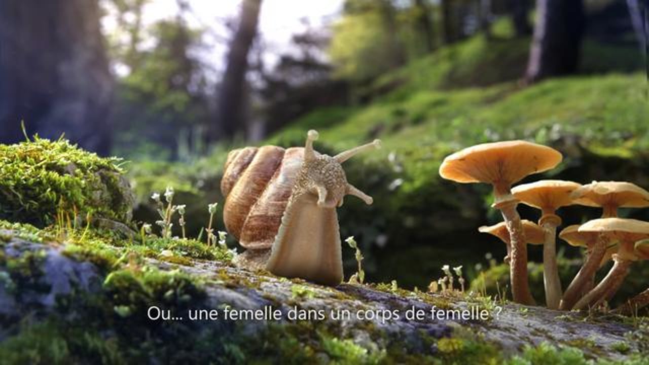 Vignette de « Sequoia - Témoignage d'un escargot »