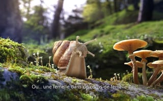 Vignette de « Sequoia - Témoignage d'un escargot »